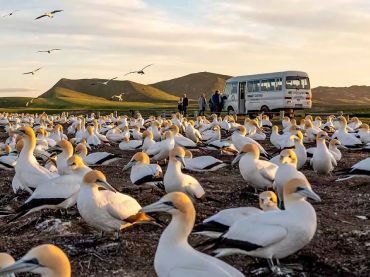 Gannet Safaris
